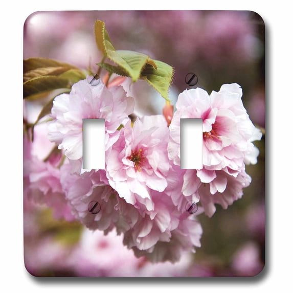 3dRose, Close Up Of Cherry Blossoms, double toggle switch