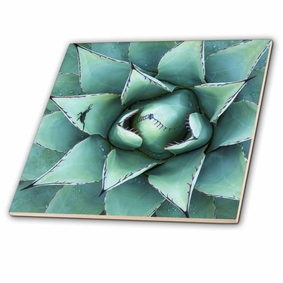 3dRose, Close-up of New Mexico agave plant., 6 Inch Ceramic Tile