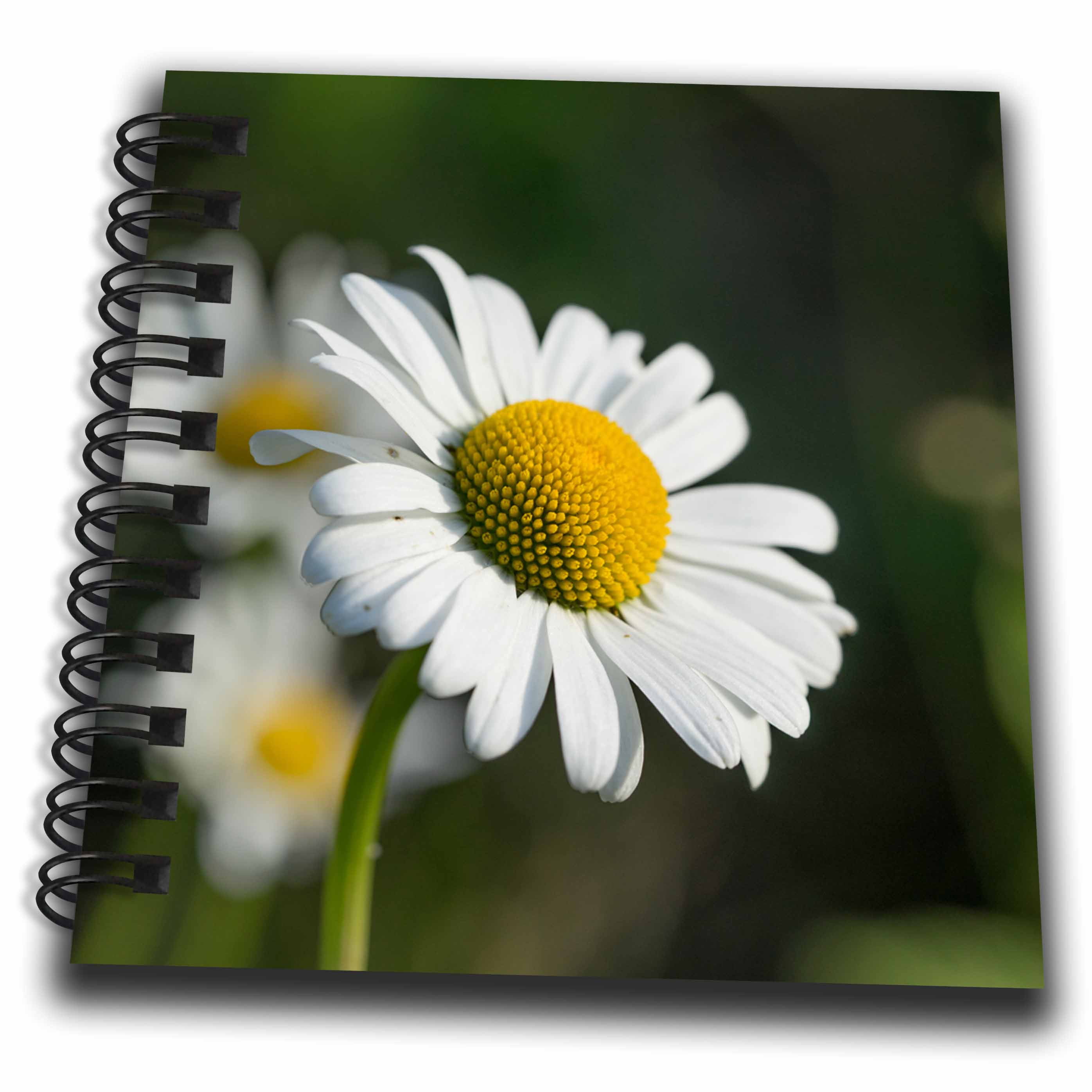 3dRose, Close up of a Cute Daisy Flower on a Field , Mini Notepad 4 x 4 inch