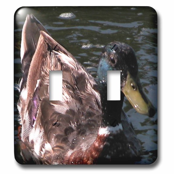 3dRose, Close up of a Mallard Duck, double toggle switch