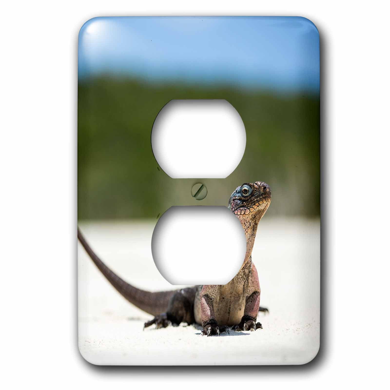 3dRose, Close-up of an Iguana on the beach near Staniel Cay, Exuma, Bahamas, 2 plug outlet cover