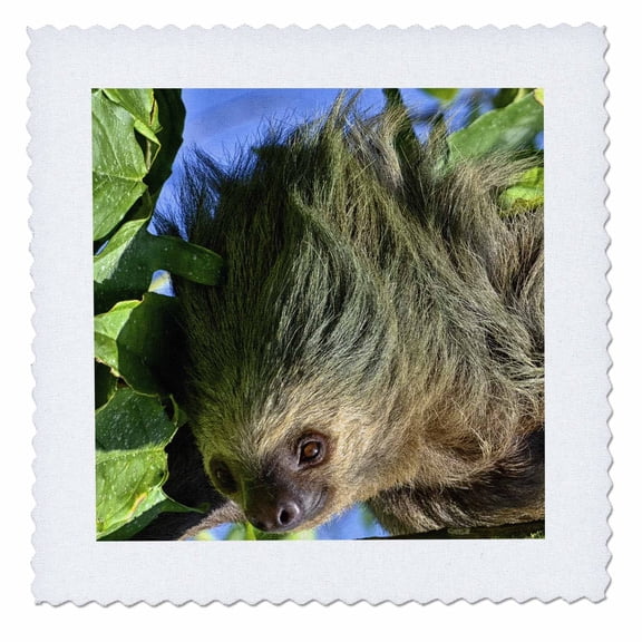 3dRose, Closeup of a Two-Toed Sloth, Choloepus hoffmanni, 6x6 inch quilt square
