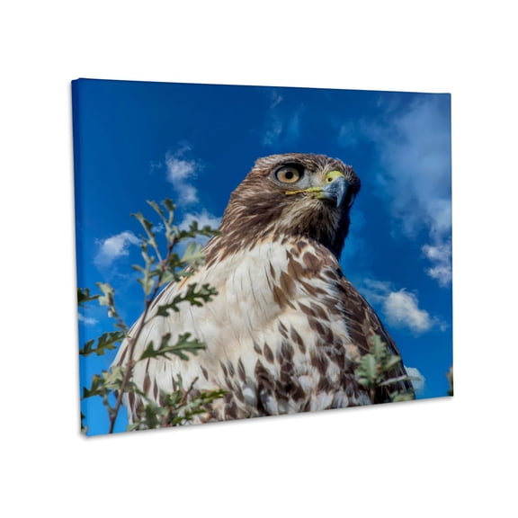 3dRose, Closeup of red tailed hawk., Museum Grade Canvas Wrap 14x11