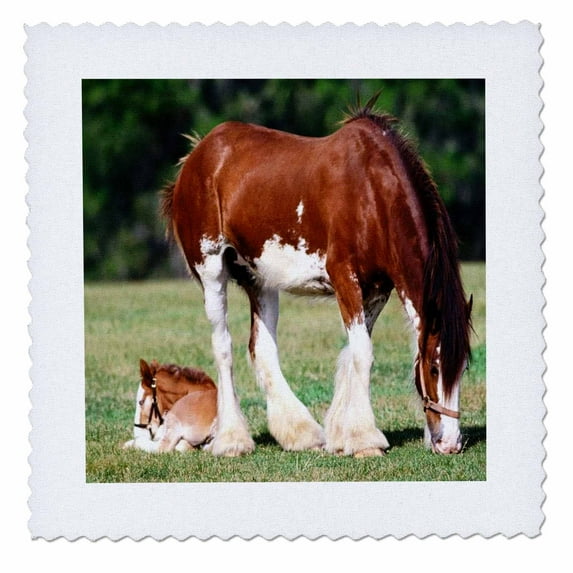 3dRose, Clydesdale Mare And Foal horses, 10x10 inch quilt square