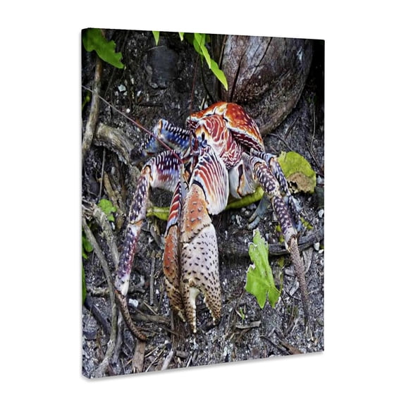 3dRose, Coconut Crab, Museum Grade Canvas Wrap 11x14