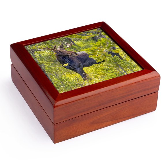 3dRose, Colorado, Gould. Rocky Mountain Shiras male moose and trees., Jewelry Box 5.5x5.5 inch with 4 inch tile