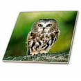 thumbnail image 1 of 3dRose, Colorado. Northern saw-whet owl - US06 BJA0052 - Jaynes Gallery, 6 Inch Ceramic Tile, 1 of 1