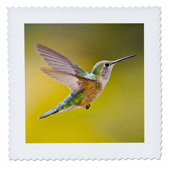 3dRose, Colorado, Summit Co., Heeney, rufous hummingbird - US06 BJA0086 - Jaynes Gallery, 12x12 inch quilt square