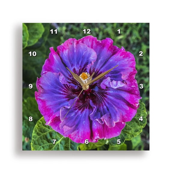3drose, Colorful Princess Hibiscus Flower, Waikiki, Oahu, Hawaii., 13x13 Wall Clock