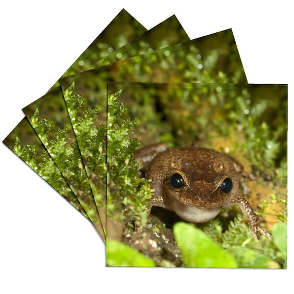 3dRose, Common coqui frog, El Yunque NF, Puerto Rico-CA27 MPR0000 - Maresa Pryor, Set of 4 Ceramic Tile Coasters