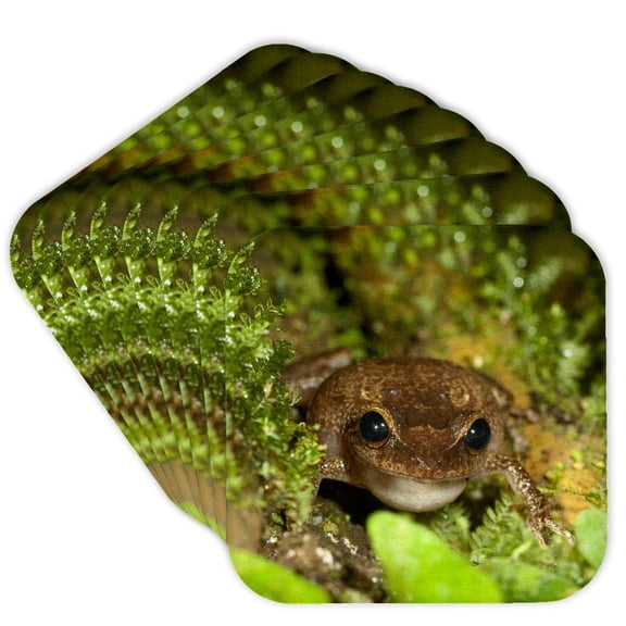 3dRose, Common coqui frog, El Yunque NF, Puerto Rico-CA27 MPR0000 - Maresa Pryor, Set of 8 Coasters - Soft
