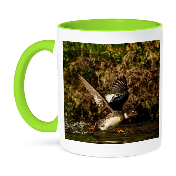 3dRose, Common goldeneye duck taking off, Beaver Lake, Montana, USA, 11oz Two-Tone Green Mug