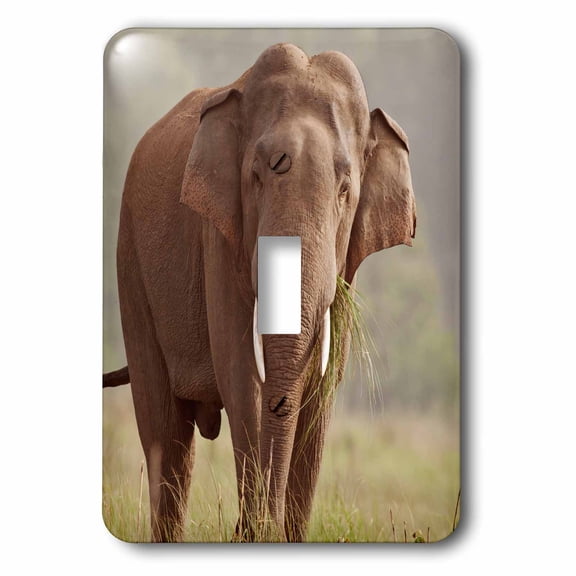 3dRose, Corbett National Park - Indian Asian Elephant, single toggle switch