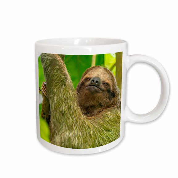 3drose, Costa Rica. Close-up of Three-toed Sloth., 11oz Mug