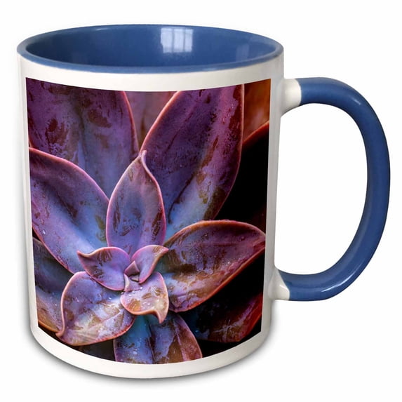 3drose, Costa Rica, Cordillera De Talamanca. Close-up of Succulent Leaves., 11oz Two-tone Blue Mug