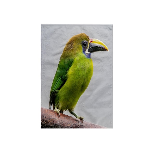 3dRose, Costa Rica, Cordillera de Talamanca. Emerald toucanet bird close-up., 15x22 Hand Towel