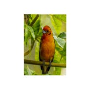3dRose, Costa Rica, Cordillera de Talamanca. Male flame-colored tanager. 3, 15x22 Hand Towel
