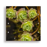 3drose, Costa Rica, Cordillera De Talamanca. Succulent Vine Close-up., 15x15 Wall Clock