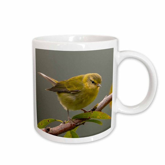 3drose, Costa Rica, Cordillera De Talamanca. Tennessee Warbler Bird Close-up., 11oz Mug