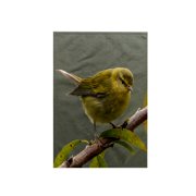 3dRose, Costa Rica, Cordillera de Talamanca. Tennessee warbler bird close-up., 15x22 Hand Towel