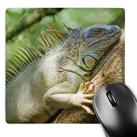 3dRose, Costa Rica, Green Iguana lizard - SA22 MWI0026 - Mark Williford, MousePad