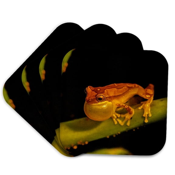 3drose, Costa Rica, Parque Nacional Carara. Harlequin Tree Frog on Stem., Set of 4 Coasters - Soft