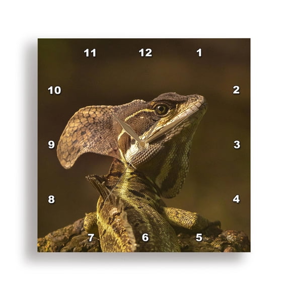 3dRose, Costa Rica, Parque Nacional Carara. Male common basilisk lizard., 15x15 Wall Clock