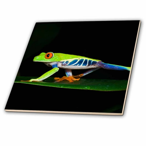 3dRose, Costa Rica, Red-eyed Tree Frog - SA22 KSC0173 - Kevin Schafer, 4 Inch Ceramic Tile