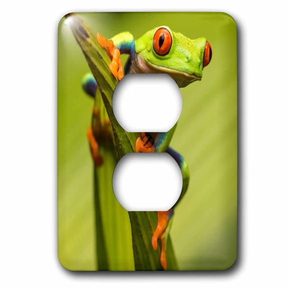 3dRose, Costa Rica. Red-eyed tree frog close-up., 2 plug outlet cover