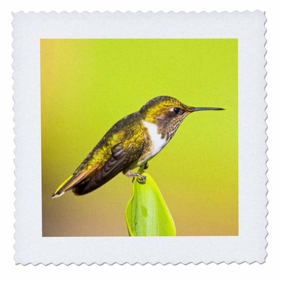 3dRose, Costa Rica, Rio Savegre, Scintillant hummingbird - SA22 BJA0006 - Jaynes Gallery, 12x12 inch quilt square