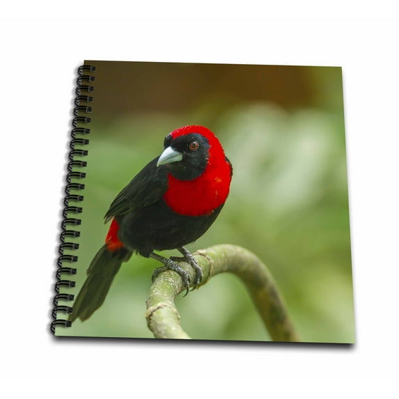 3dRose, Costa Rica, Sarapiqui River Valley. Crimson-collared tanager on limb., Memory Book 12 x 12 inch
