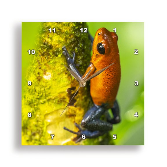 3drose, Costa Rica. Strawberry Poison Dart Frog on Tree Trunk., 10x10 Wall Clock