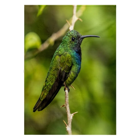 3dRose, Costa Rica, Tuis Valley. Green-breasted mango hummingbird on limb., 22x30 Bath Hand Pool Towel