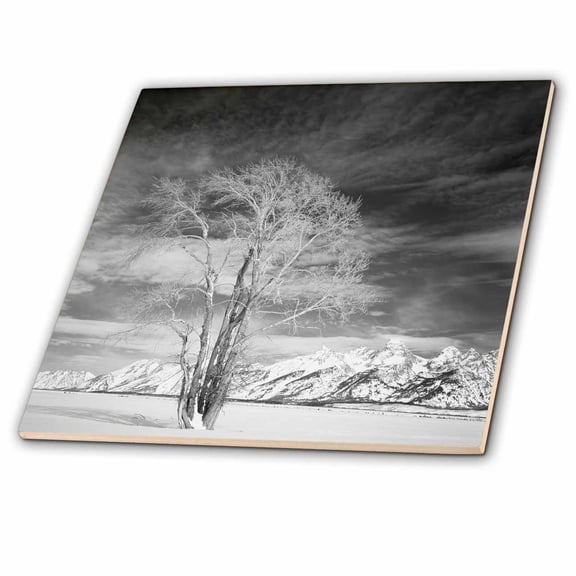 3dRose, Cottonwood tree in winter, Wyoming, USA - US51 SSM0102 - Scott T. Smith, 4 Inch Ceramic Tile