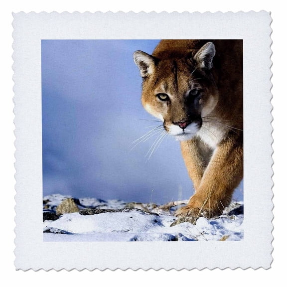 3dRose, Cougar, 6x6 inch quilt square