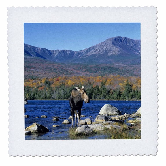 3dRose, Cow moose wildlife, Mt. Katahdin, Baxter SP, Maine - US20 HGA0005 - Howie Garber, 6x6 inch quilt square