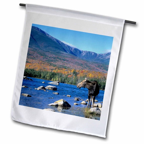 3dRose, Cow moose wildlife, Mt. Katahdin, Baxter SP, Maine - US20 HGA0006 - Howie Garber, 12 x 18 inch Garden Flag