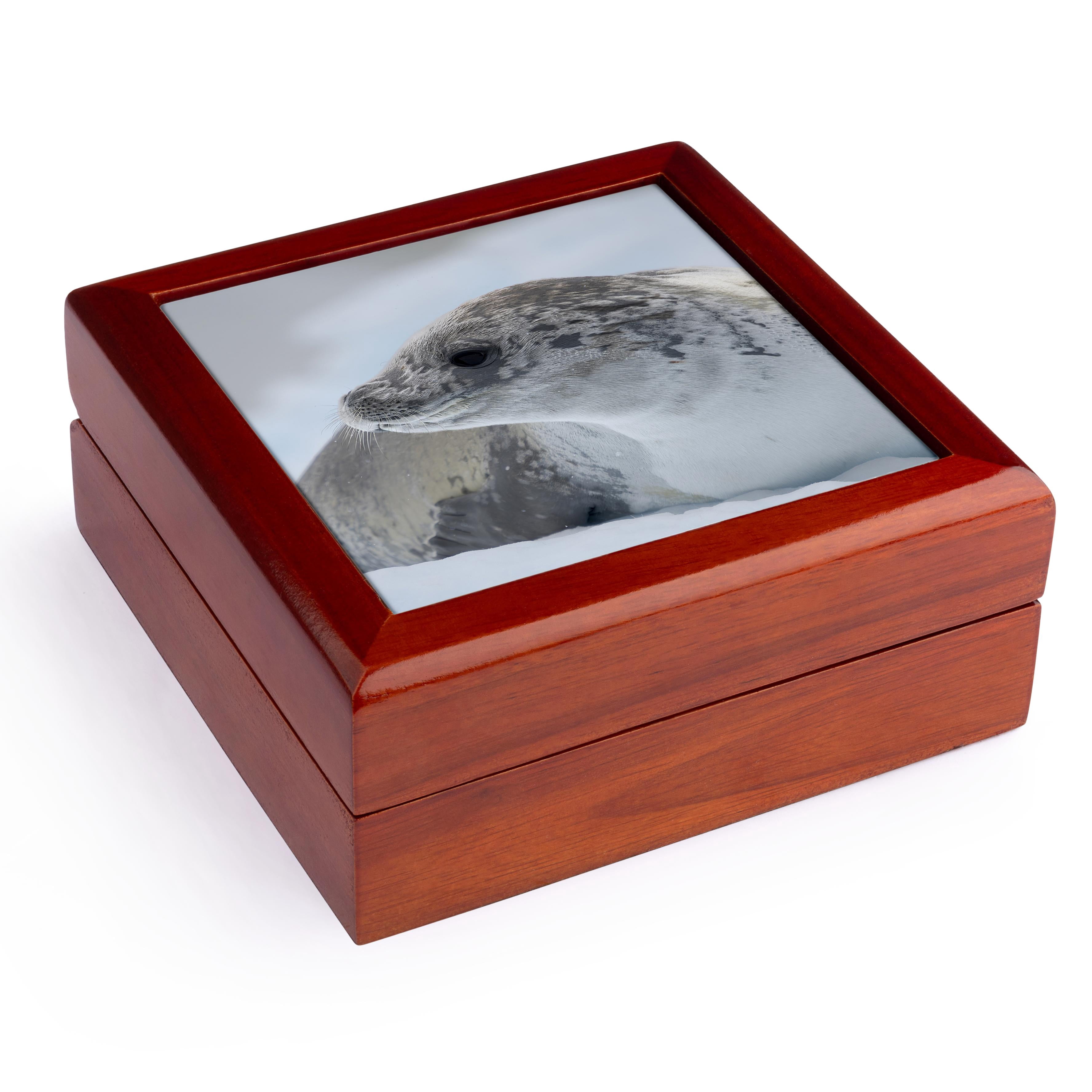 3dRose, Crabeater Seal on ice floe. Antarctic Peninsula, Detaille Island., Jewelry Box 5.5x5.5 inch with 4 inch tile