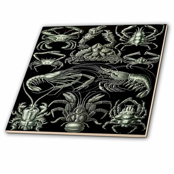 3dRose, Crabs Lobster Crawfish Sketch From Famous 1800s Biologist, 8 Inch Ceramic Tile