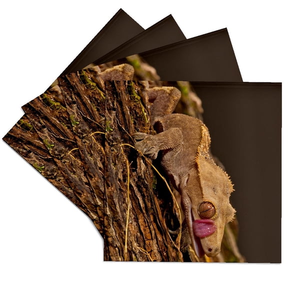 3dRose, Crested Gecko lizard, Native to New Caledonia - NA02 DNO0816 - David Northcott, Set of 4 Ceramic Tile Coasters