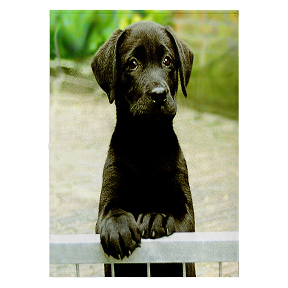 3dRose, Cute Labrador Puppy, 22x30 Bath Hand Pool Towel