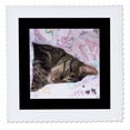 thumbnail image 1 of 3dRose, Cute Sleeping Black Brown Tabby Cat Photo, 8x8 inch quilt square, 1 of 1