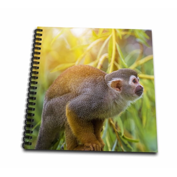 3dRose, Cute Squirrel monkey in bright sunlight, Mini Notepad 4 x 4 inch