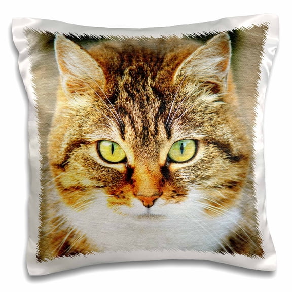 3dRose, Cute image of cat. Domestic cat. Cat people, animal, pet, kitty, 16x16 inch Pillow Case