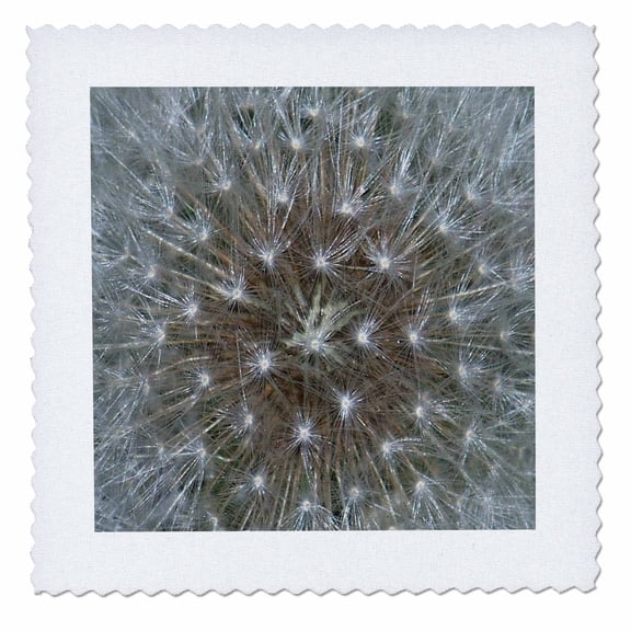 3dRose, Dandelion Flower, 10x10 inch quilt square