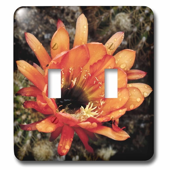 3dRose, Decorative colorful garden botanic classic plant SW Southwest Desert cactus red orange rain flower, double toggle switch