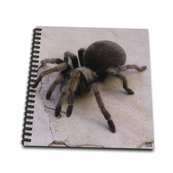 3dRose, Desert Blond Tarantula, Aphonopelma chalcodes, Memory Book 12 x 12 inch