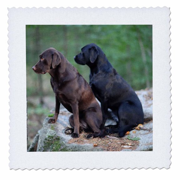 3dRose, Dog Photo Two Labrador Retrievers Sit Outside Cute Labs Pets, 8x8 inch quilt square