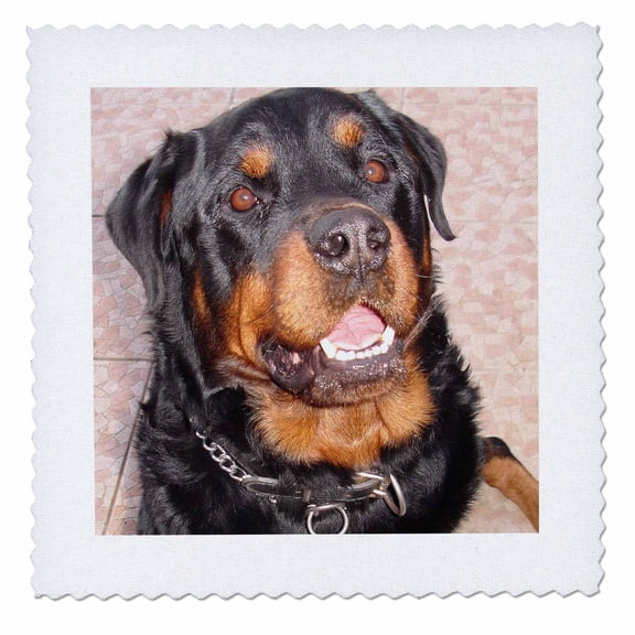 3dRose, Dog Rottweiler Male, 10x10 inch quilt square