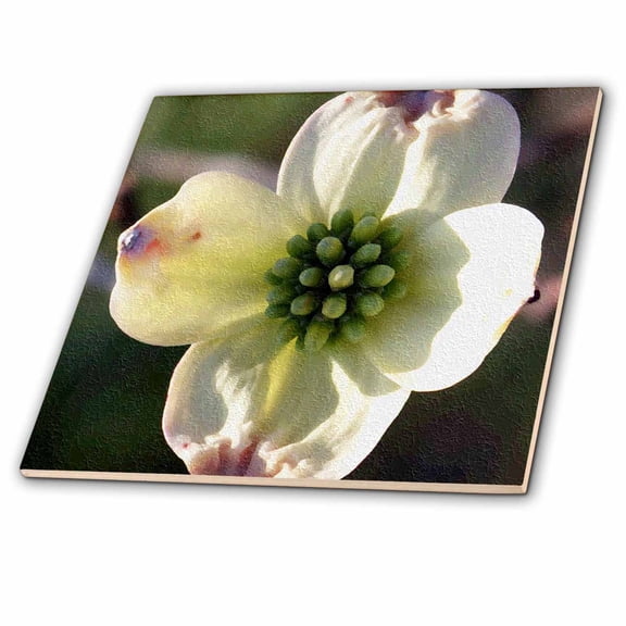 3dRose, Dogwood Bloom Oil Painting, 6 Inch Ceramic Tile
